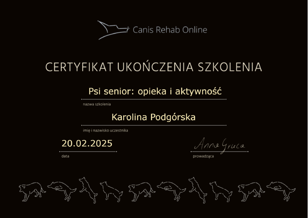 Psi-senior-opieka-i-aktywność